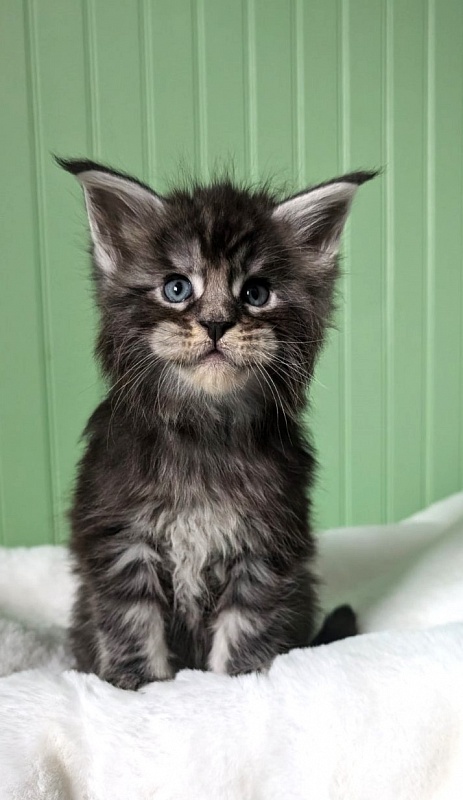 Vigo Monterini - Кошеня мейн-кун 1 місяць