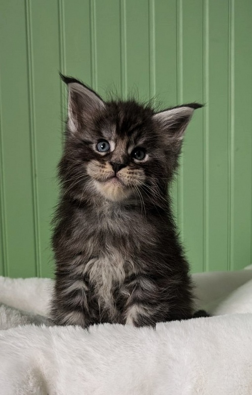 Vigo Monterini - Кошеня мейн-кун 1 місяць