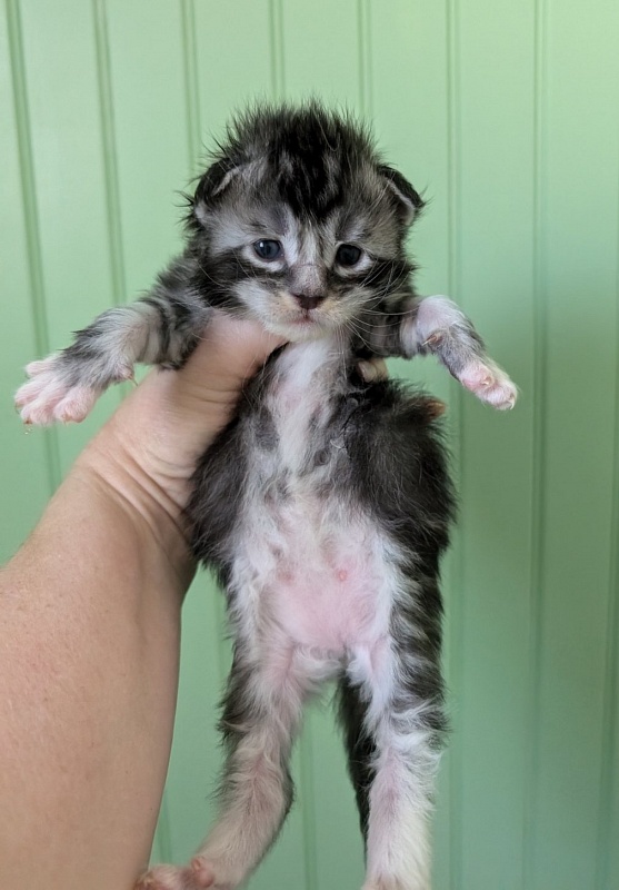 Vermeer Monterini - Kitten maine-coon 1 week