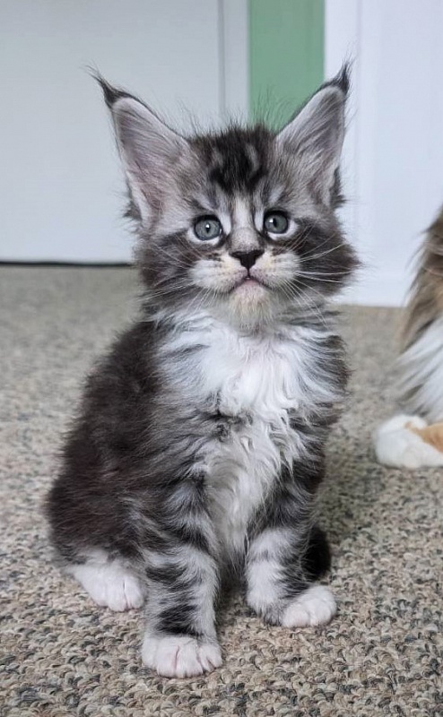 Vermeer Monterini - Kitten maine-coon 1 month