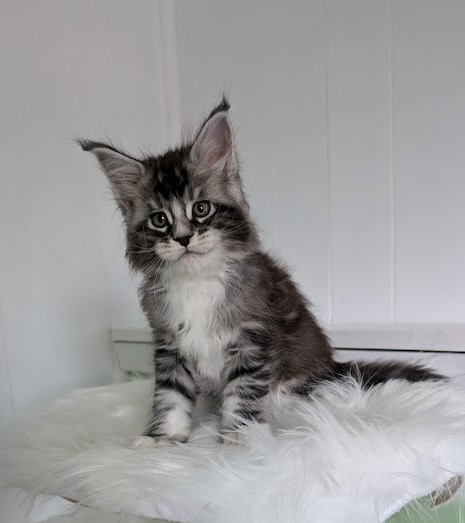 Vermeer Monterini - Kitten maine-coon 1 month 2 weeks