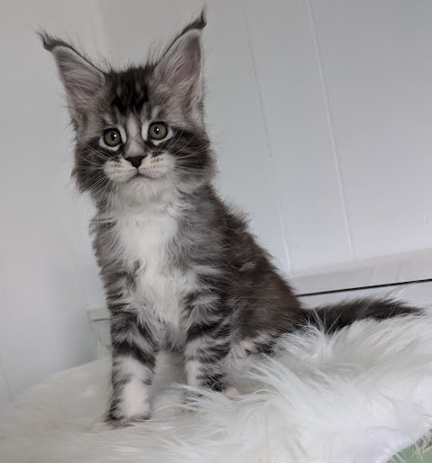 Vermeer Monterini - Kitten maine-coon 1 month 2 weeks