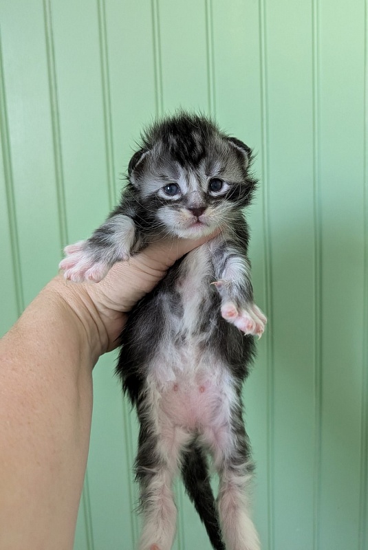 Vermeer Monterini - Kitten maine-coon 1 week