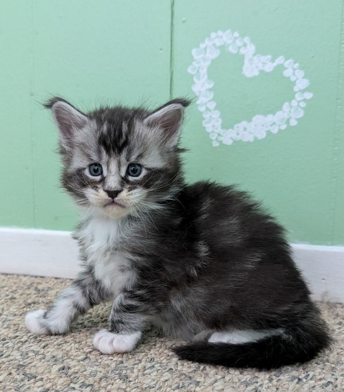 Vermeer Monterini - Kitten maine-coon 3 weeks