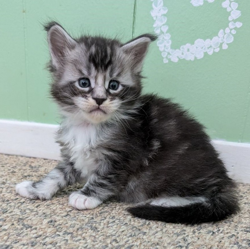 Vermeer Monterini - Kitten maine-coon 3 weeks