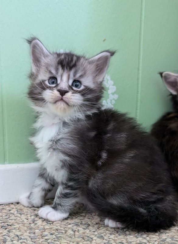 Vermeer Monterini - Kitten maine-coon 3 weeks