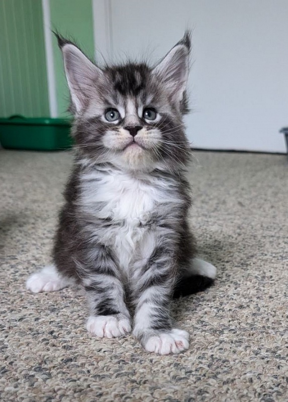 Vermeer Monterini - Kitten maine-coon 1 month