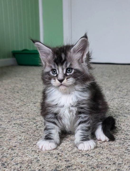 Vermeer Monterini - Kitten maine-coon 1 month