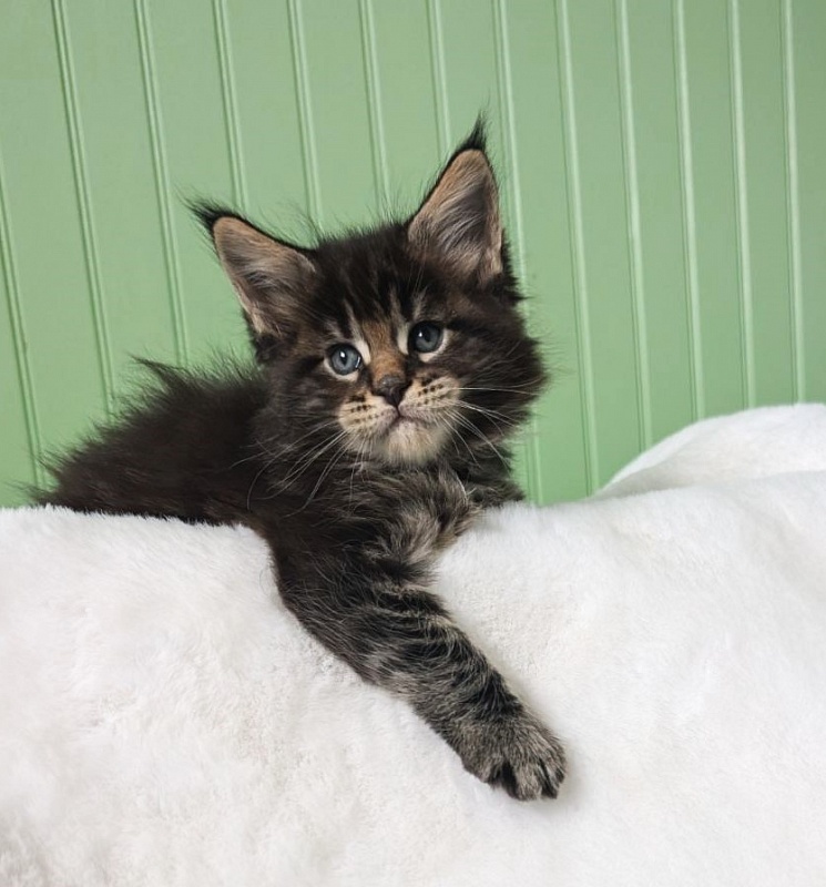 Van Helsing Monterini - Кошеня мейн-кун 1 місяць