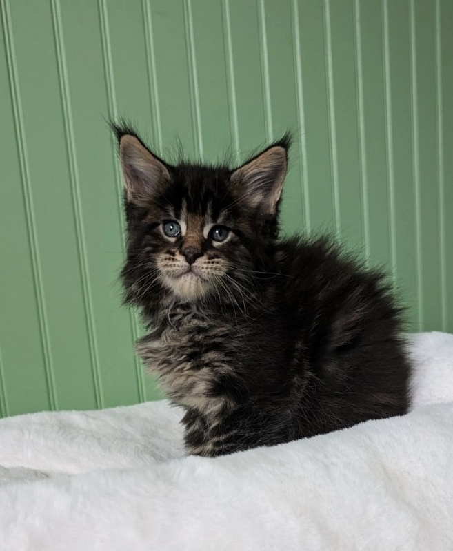 Van Helsing Monterini - Кошеня мейн-кун 1 місяць