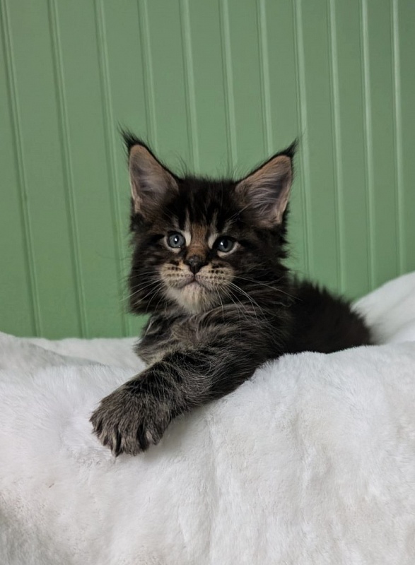 Van Helsing Monterini - Кошеня мейн-кун 1 місяць