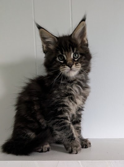 Van Helsing Monterini - Кошеня мейн-кун 1 місяць 2 тижні