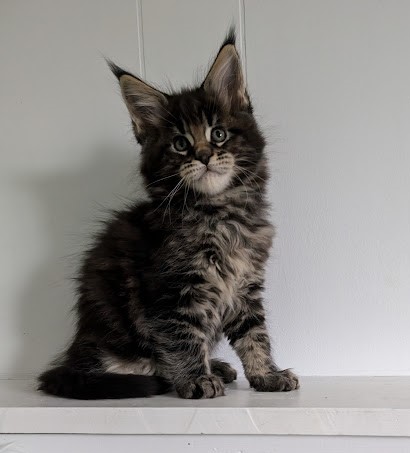 Van Helsing Monterini - Кошеня мейн-кун 1 місяць 2 тижні