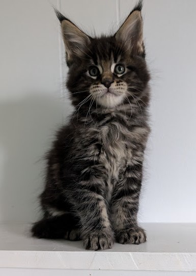 Van Helsing Monterini - Кошеня мейн-кун 1 місяць 2 тижні