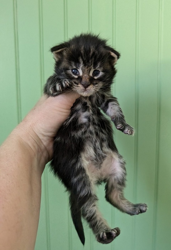 Van Helsing Monterini - Кошеня мейн-кун 1 тиждень