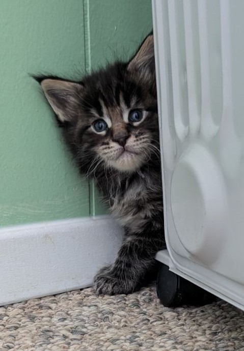 Van Helsing Monterini - Кошеня мейн-кун 3 тижні