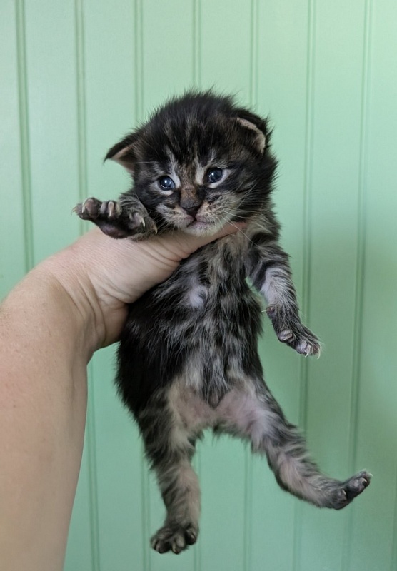 Van Helsing Monterini - Кошеня мейн-кун 1 тиждень