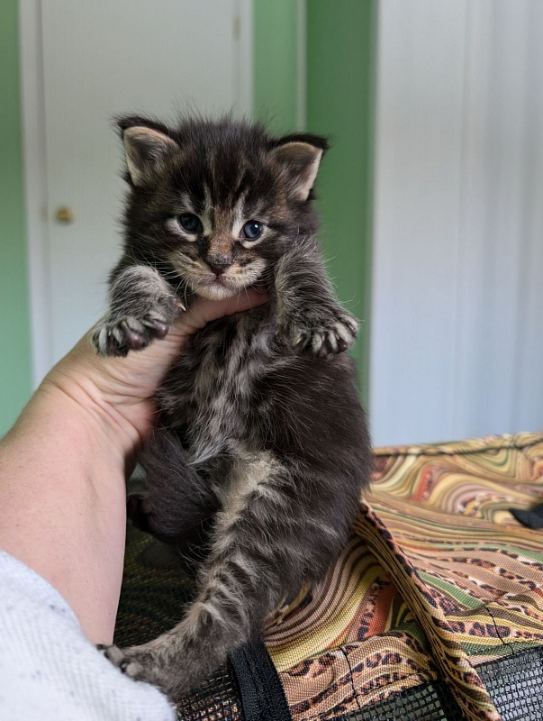 Van Helsing Monterini - Кошеня мейн-кун 2 тижні