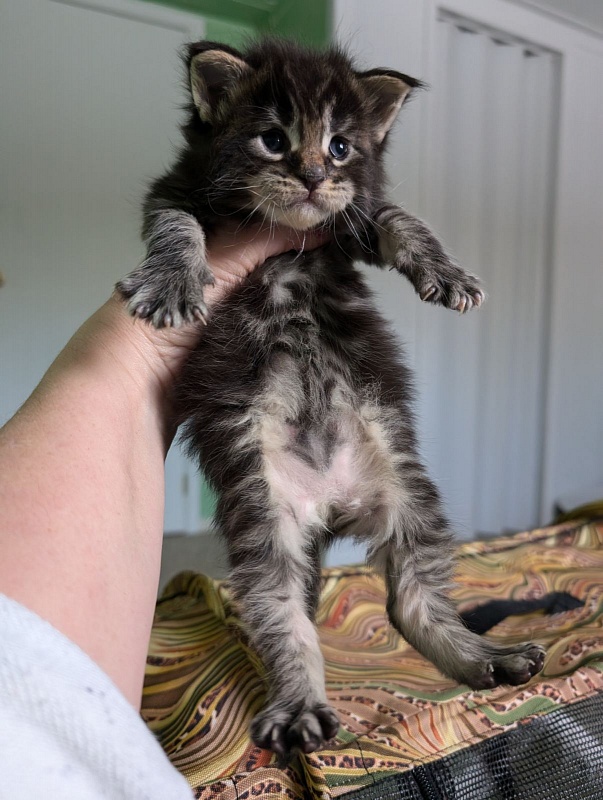 Van Helsing Monterini - Кошеня мейн-кун 2 тижні