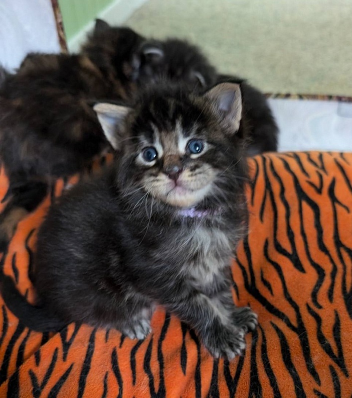 Van Helsing Monterini - Кошеня мейн-кун 2 тижні