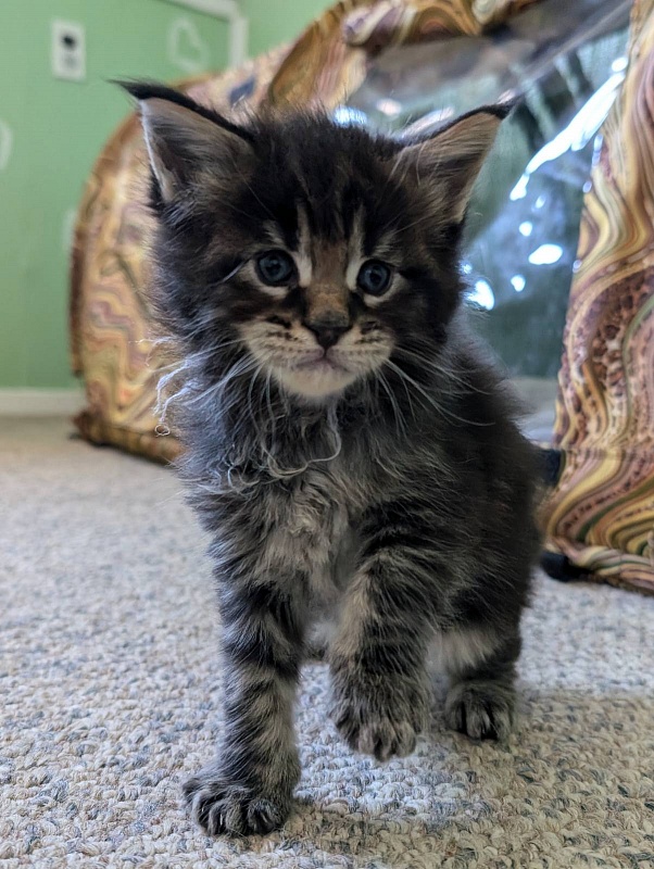 Van Helsing Monterini - Кошеня мейн-кун 3 тижні