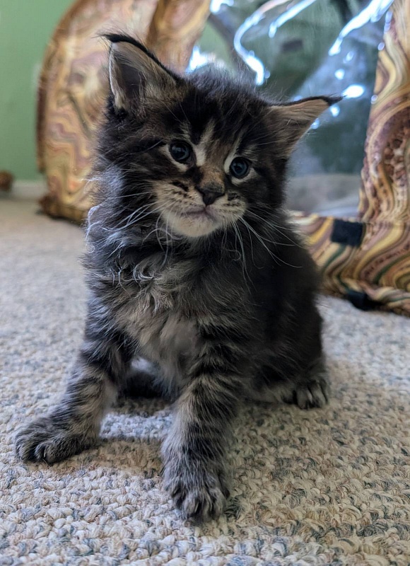 Van Helsing Monterini - Кошеня мейн-кун 3 тижні