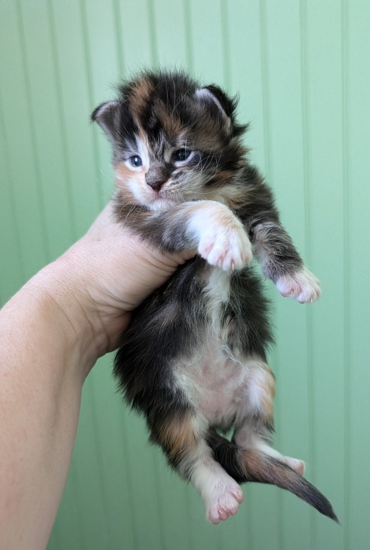Viola Monterini - Kitten maine-coon 1 week
