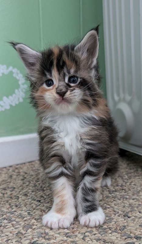 Viola Monterini - Kitten maine-coon 3 weeks