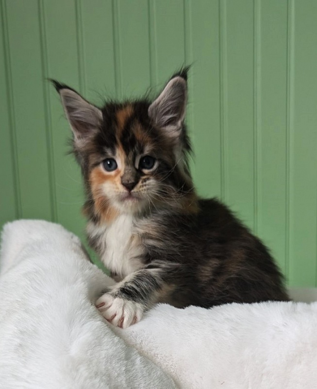 Viola Monterini - Kitten maine-coon 1 month