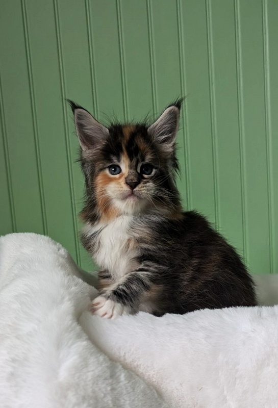 Viola Monterini - Kitten maine-coon 1 month
