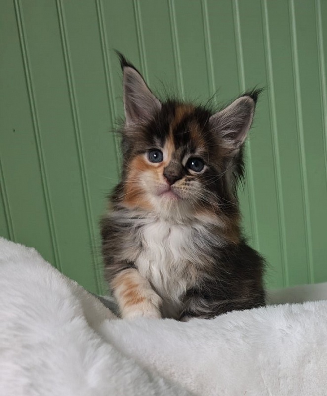Viola Monterini - Kitten maine-coon 1 month