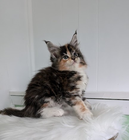 Viola Monterini - Kitten maine-coon 1 month 2 weeks