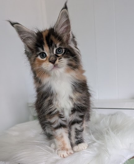 Viola Monterini - Kitten maine-coon 1 month 2 weeks