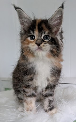Viola Monterini - Kitten maine-coon 1 month 2 weeks