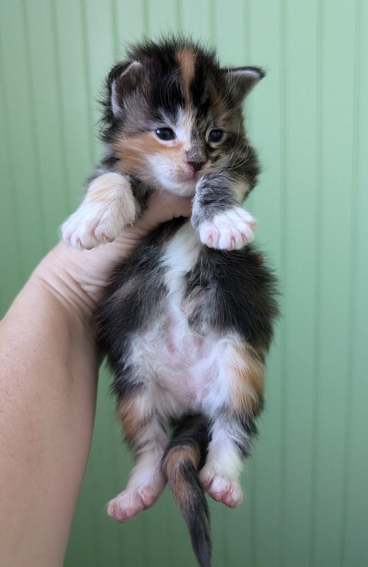 Viola Monterini - Kitten maine-coon 1 week