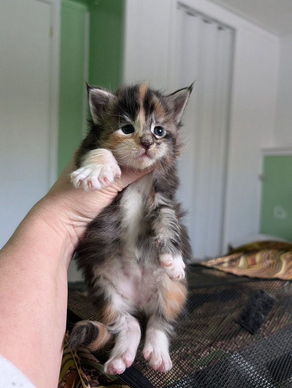 Viola Monterini - Kitten maine-coon 2 weeks