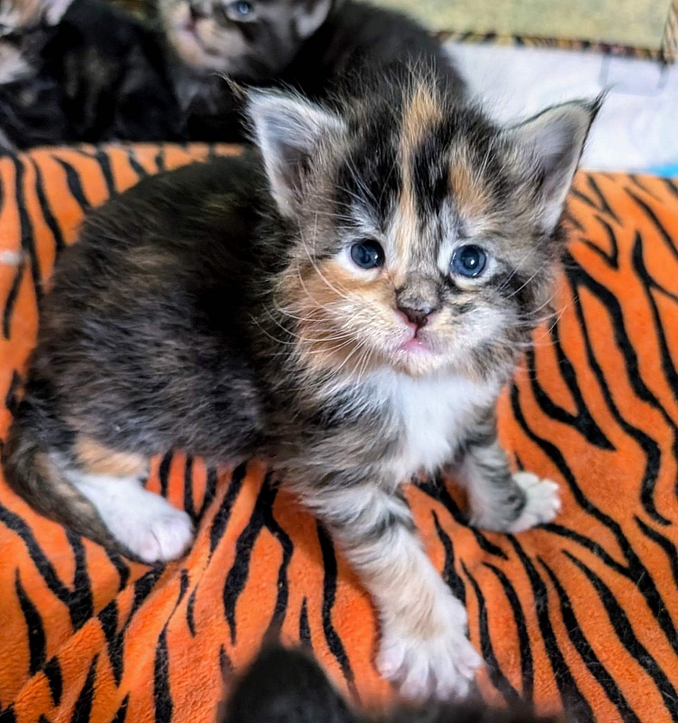 Viola Monterini - Kitten maine-coon 2 weeks