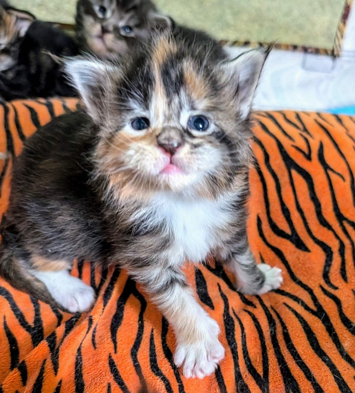 Viola Monterini - Kitten maine-coon 2 weeks