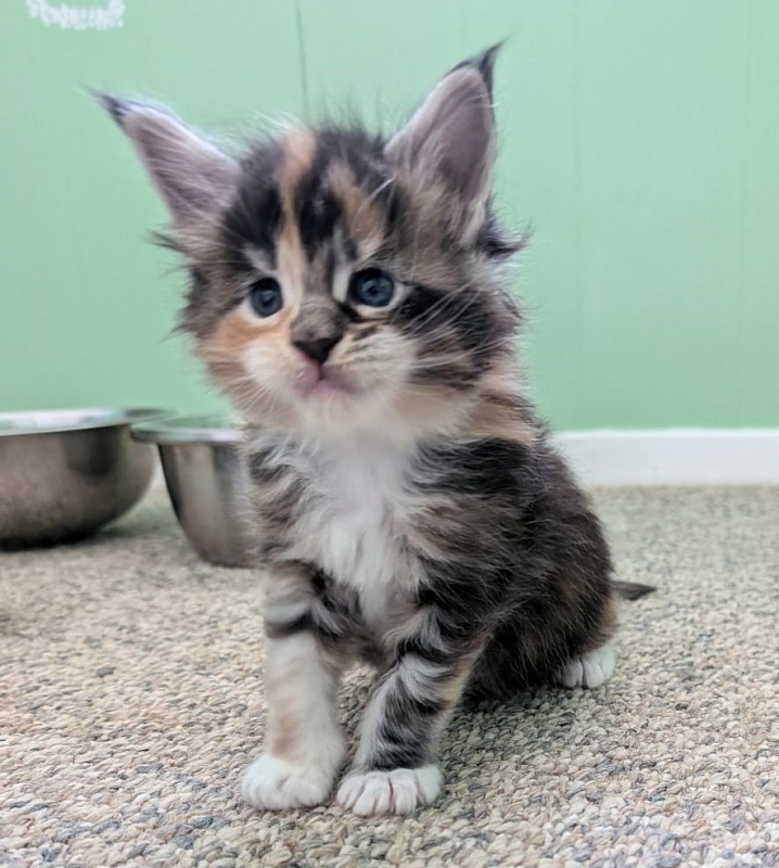 Viola Monterini - Kitten maine-coon 3 weeks