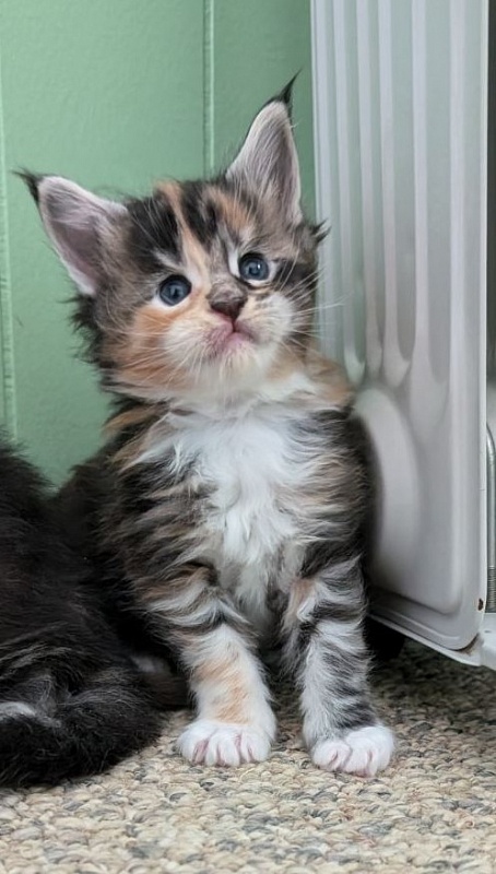 Viola Monterini - Kitten maine-coon 3 weeks