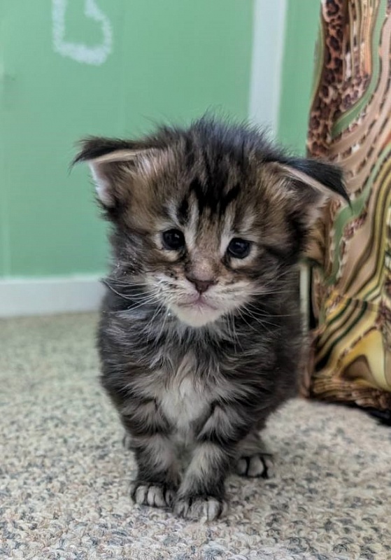 Wu-La-La Monterini - Kitten maine-coon 3 weeks