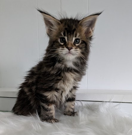 Wu-La-La Monterini - Kitten maine-coon 1 month 2 weeks