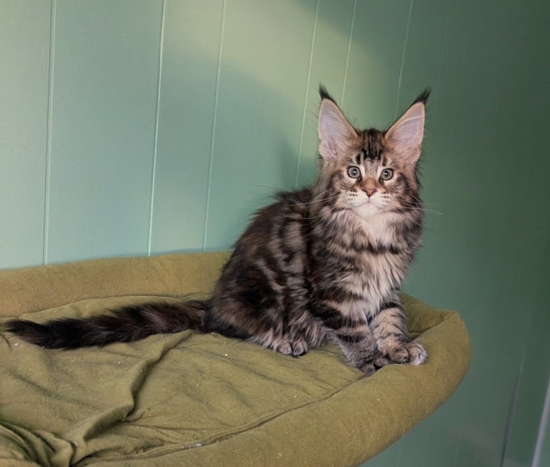 Wu-La-La Monterini - Kitten maine-coon 2 months 3.5 weeks