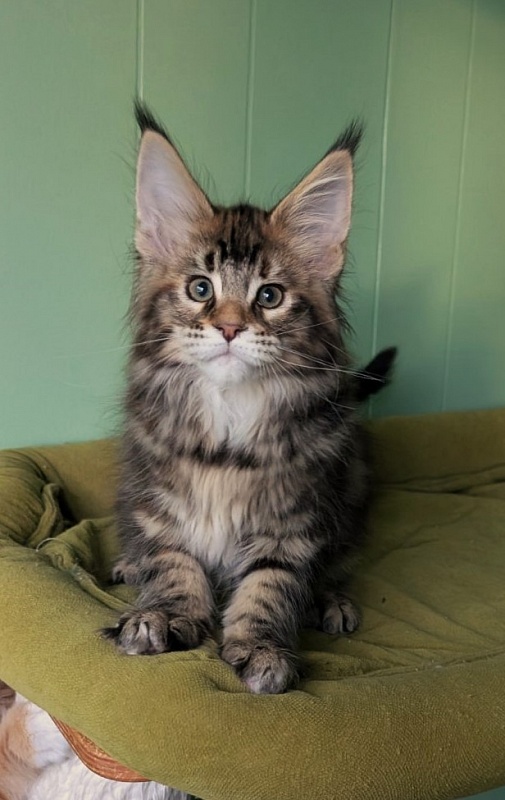 Wu-La-La Monterini - Kitten maine-coon 2 months 3.5 weeks