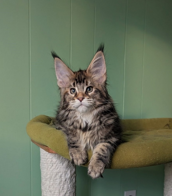 Wu-La-La Monterini - Kitten maine-coon 2 months 3.5 weeks