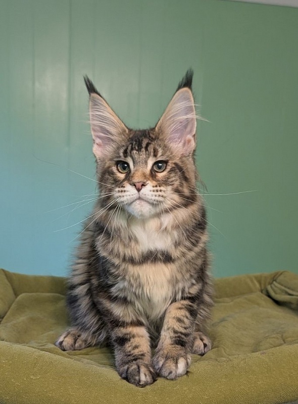 Wu-La-La Monterini - Kitten maine-coon 3 months 3 weeks