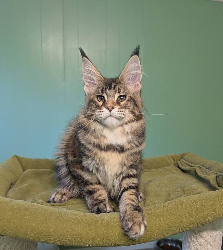 Wu-La-La Monterini - Kitten maine-coon 3 months 3 weeks