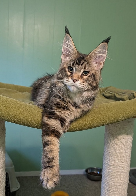 Wu-La-La Monterini - Kitten maine-coon 3 months 3 weeks