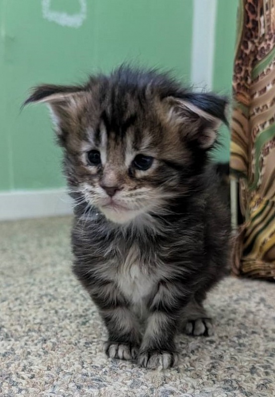 Wu-La-La Monterini - Kitten maine-coon 3 weeks