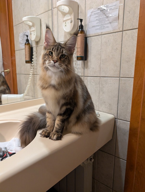 Wu-La-La Monterini - Junior maine-coon 7 months 3.5 weeks